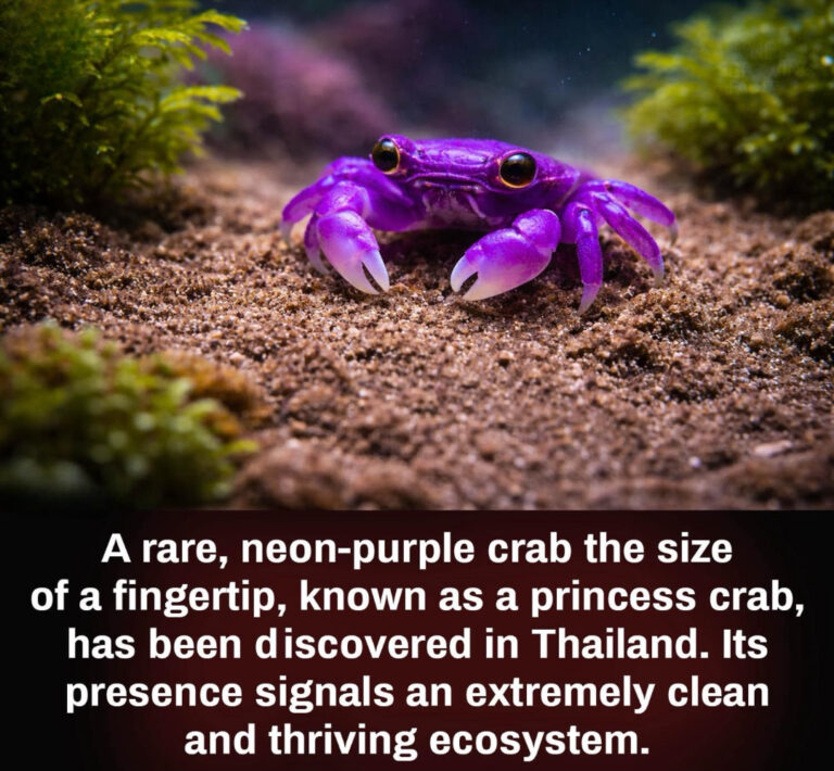 A Royal Name for a Tiny Wonder