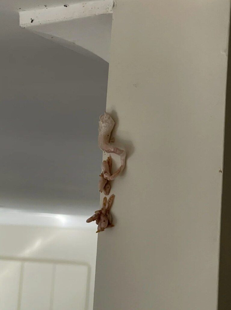 What a Pink, Crusty Wall Buildup Could Indicate About Your Home