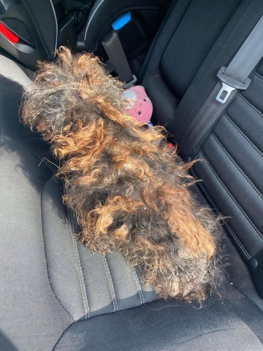 They knew this poor critter was in serious distress when they found it on the street. They promptly started working after transporting her to the local rescue. Her transformation and after photos are devastating.