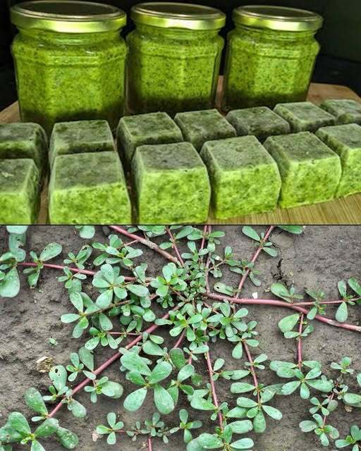 Discover the Unexpected Advantages of This Often-Overlooked Superfood: What Happens to Your Body When You Eat Purslane Every Day, Especially After 60? From Improving Digestion and Heart Health to Supporting Brain Function and Reducing Inflammation That May Change Vitality and Well-Being in Later Life