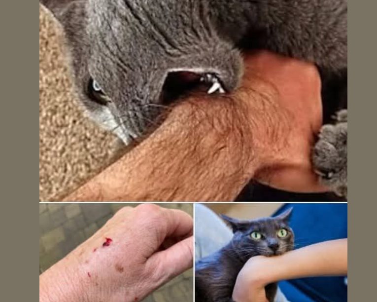 What Your Cat Biting You Actually Means 😼 (It’s not always what you think…)
