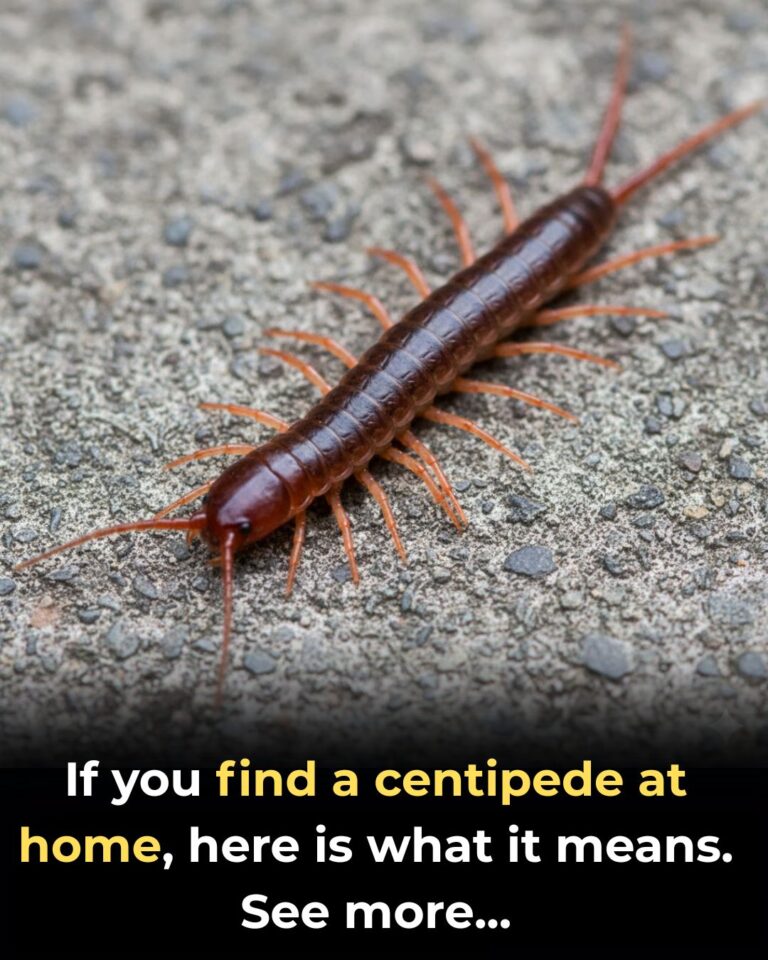 What It Really Means When You Find a Centipede in Your Home (And What to Do About It)