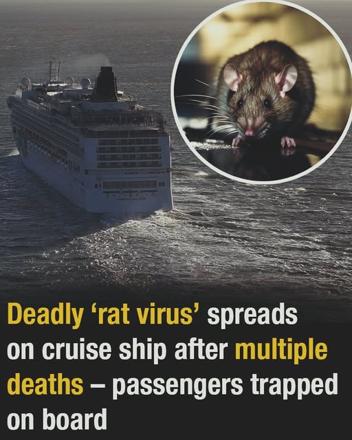 Online rumors of a potential “rat virus” breakout on a cruise liner have surfaced after reported passenger confinement and fatalities.