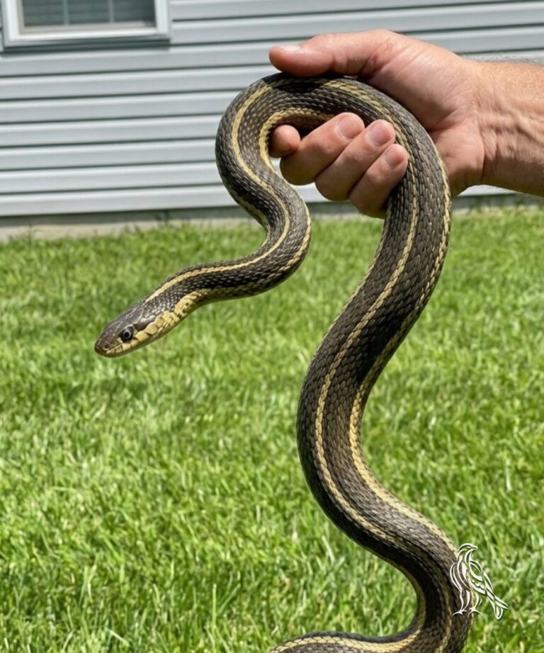 What a Snake in Your Home Could Mean Compared to a Snake in Your Dream