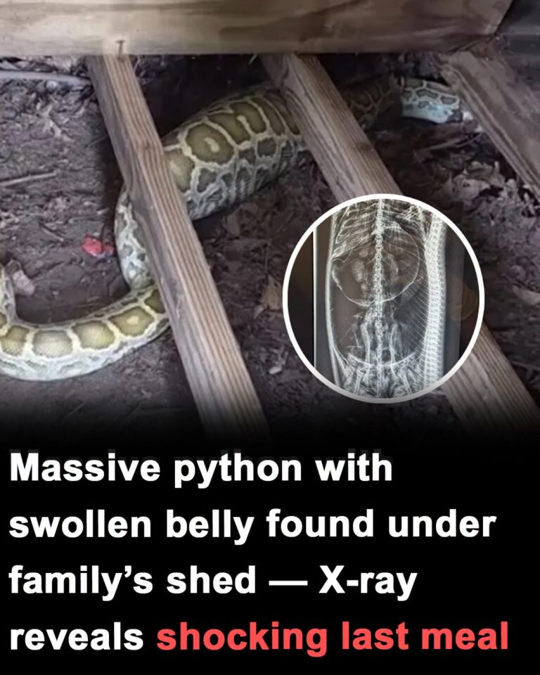 Massive python with swollen belly found under family’s shed X-ray reveals its last meal